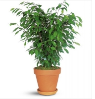 Product  Plant Ficus