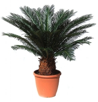 Product Cycas