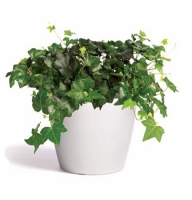 Product Hedera
