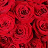Bouquet Seduction (101 roses)