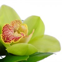 Bouquet tropykana