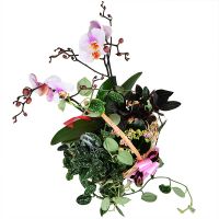 Order the arrangement of plants in our online shop. Delivery!