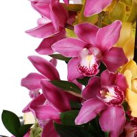 Bouquet Orchid dance