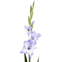 Bouquet Gladiolus bicolor piece