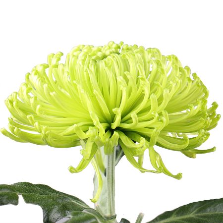 Buy beautiful chrysanthemums with delivery to any city