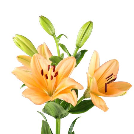 Bouquet Lily orange by the piece