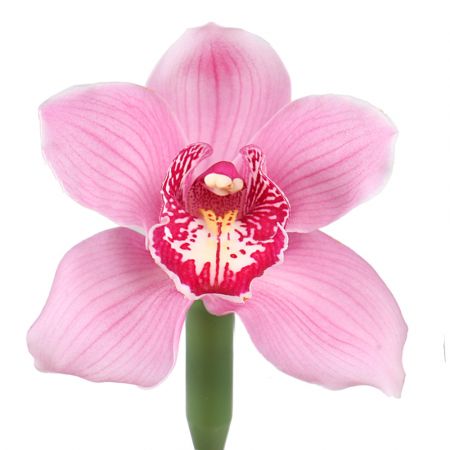 Bouquet Orchid pink piece