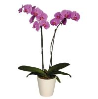 Product Iilac orchid
