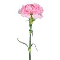Order light pink carnation by the piece at on-line flower shop