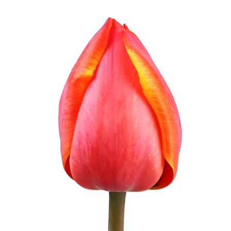 Bouquet Tulip local piece