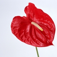 Anthurium